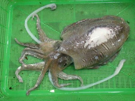 紋甲いかゲット！